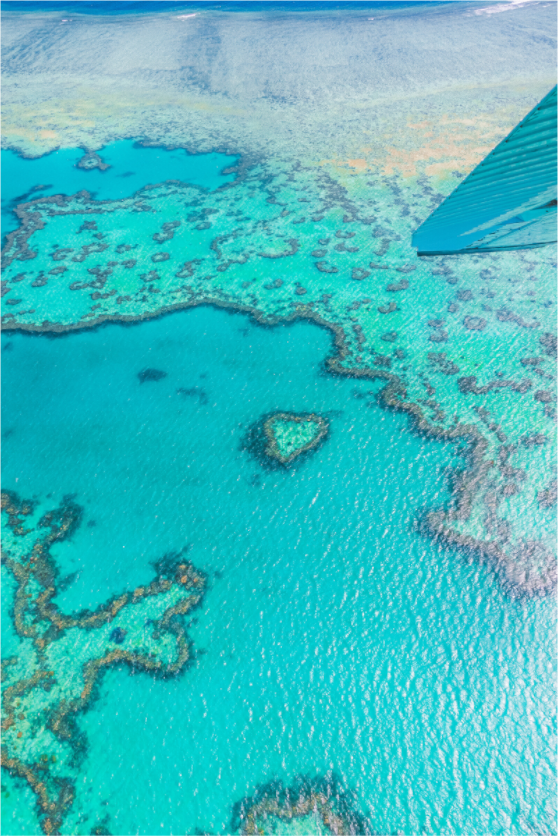 Heart of the Reef
