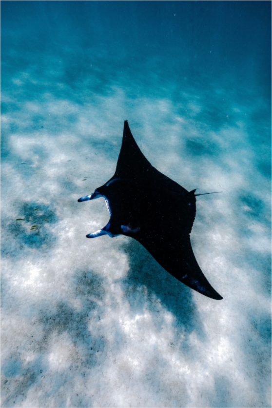 Manta Ray