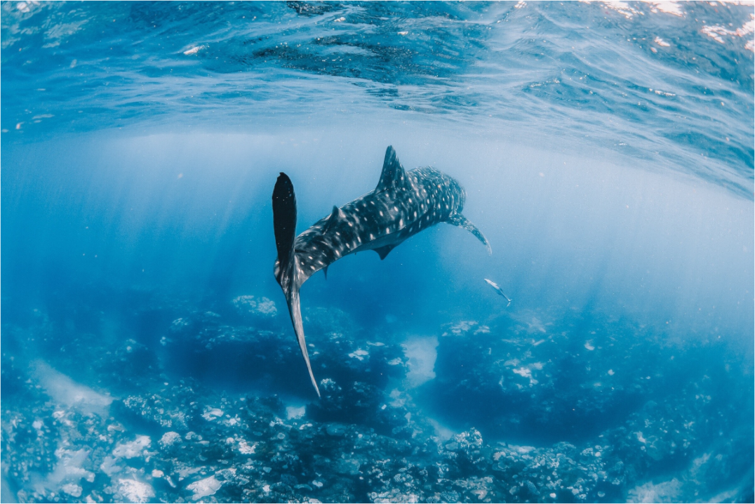 Whale Shark