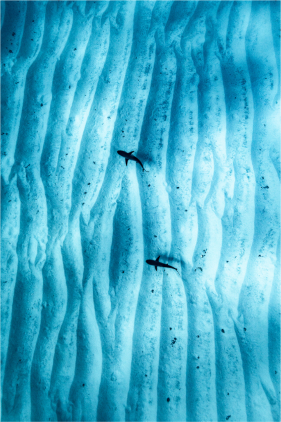 Juvenile Grey Sharks